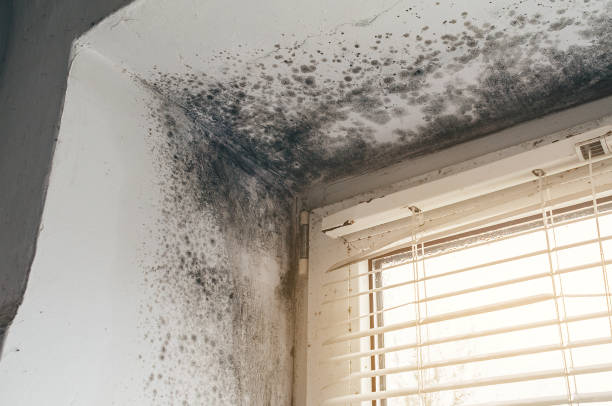 Affordable Crawl Space Mold Remediation solutions in Warren, IL