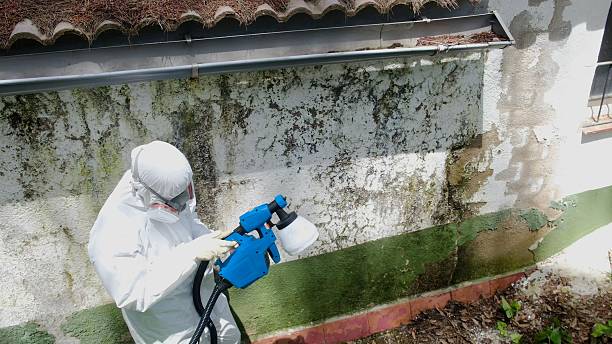 Top rated local Crawl Space Mold Remediation specialists in Warren, IL